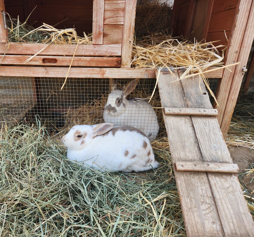 Bunnies, Sophie and Mopsy, wait peacefully in the shadow of their barn for the summer sun to go down.