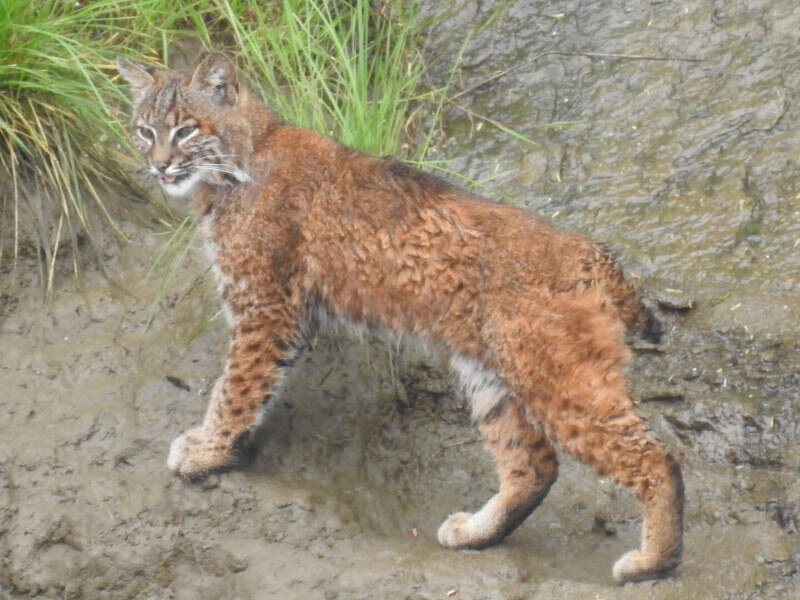 A bobcat in Washington.