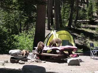 Bear cubs search for picnic remains at a developed campground.