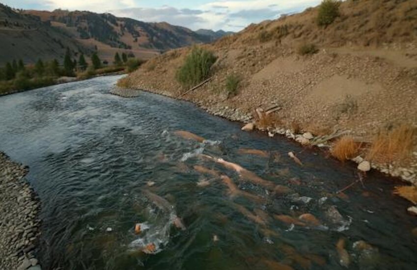 This image, created using Adobe Firefly for illustrative purposes, depicts the natural river habitat in the Upper Columbia region, highlighting the environment crucial for salmon recovery efforts.