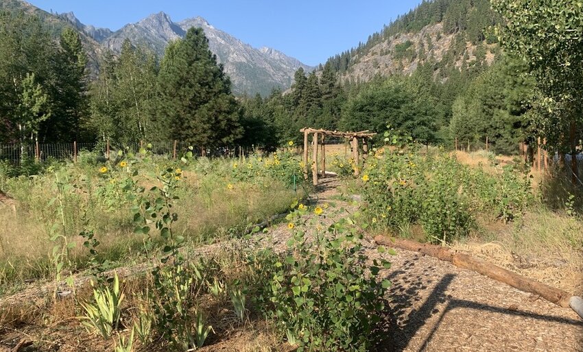 Erickson worked on a food forest for Sleeping Lady Mountain Resort, planting perennial fruit-bearing trees, shrubs, vines, ground cover, and herbaceous plants. Wildflower, vegetable, and medicinal herb seeds were also scattered throughout.