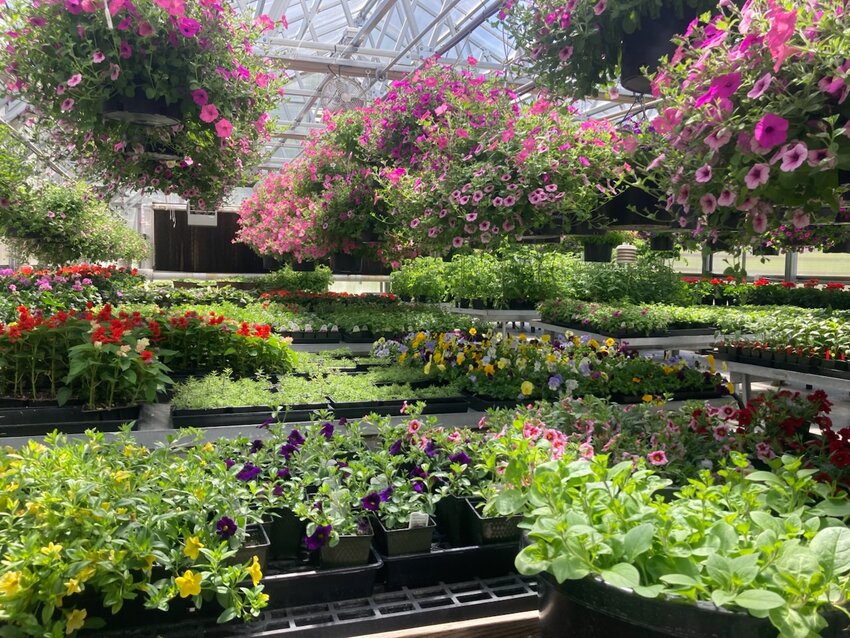 Cashmere High School FFA will host its annual plant sale online starting on April 27 and in person on May 4.