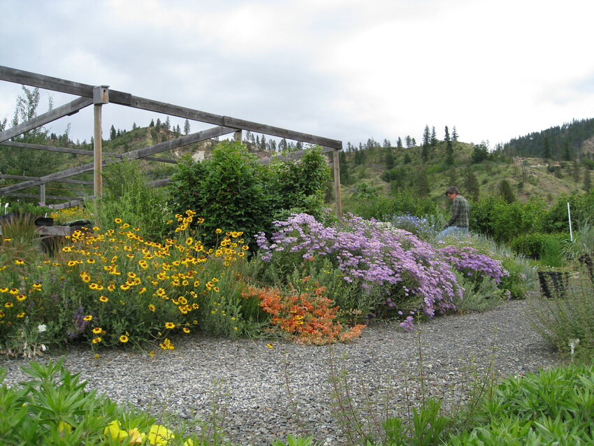 Derby Canyon Natives is a Peshastin-based nursery supplying native plant species from the shrubsteppe near the Columbia River, up to the forests near Stevens Pass.