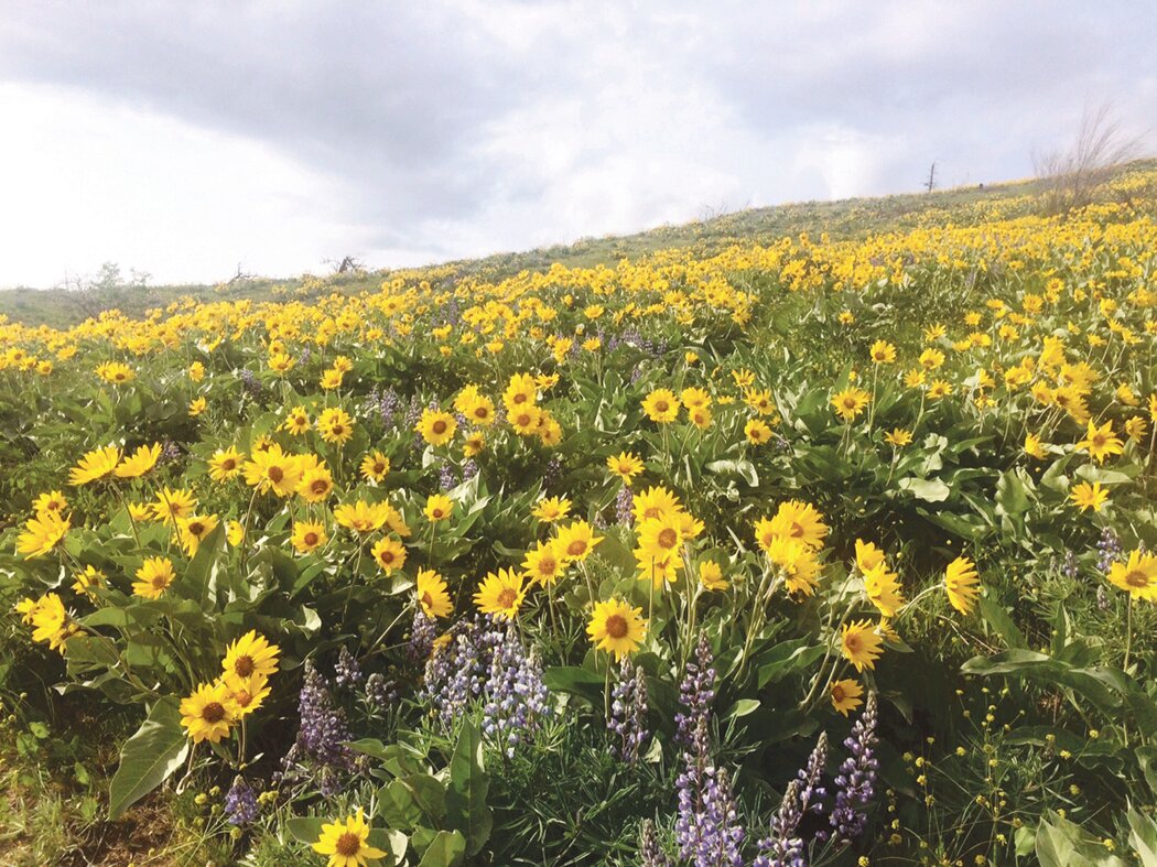 Arrowleaf balsamroot blooming above Hay Canyon near Cashmere.
Courtesy John Kruse