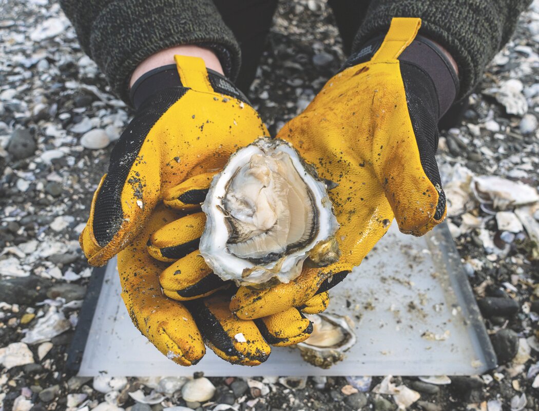 A shucked oyster.
Courtesy WDFW