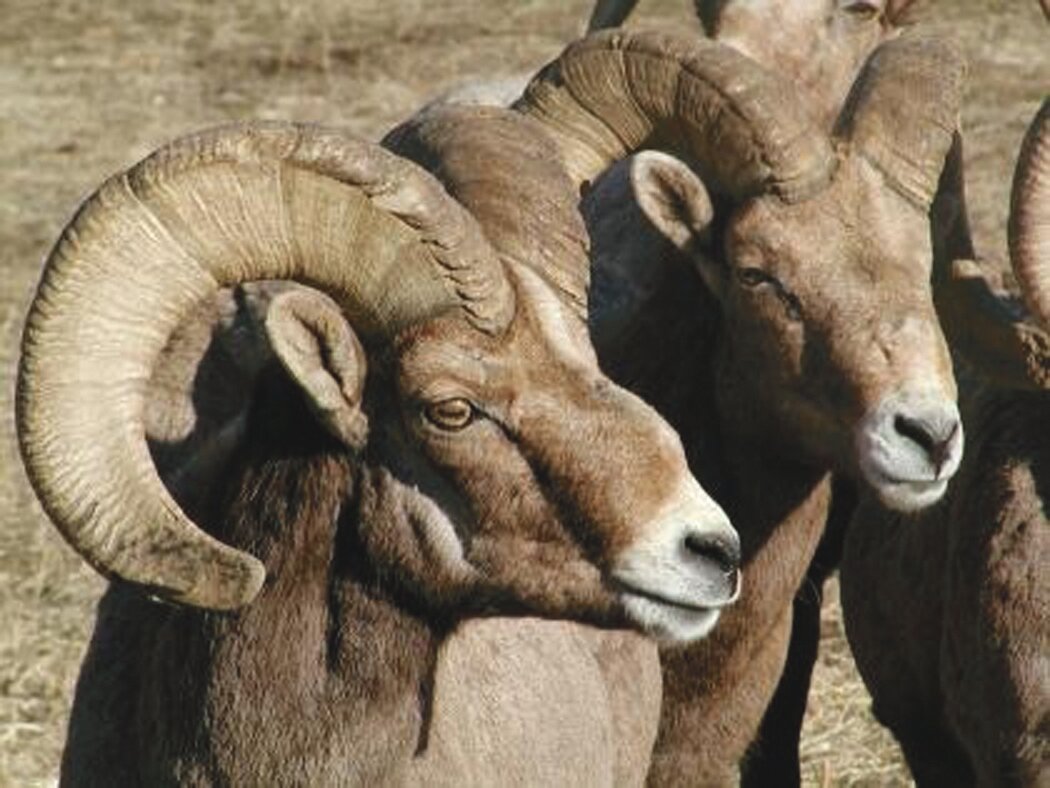 Two Bighorn sheep (Ovis canadensis) stand together. 
Courtesy Washington State Department of Fish and Wildlife.