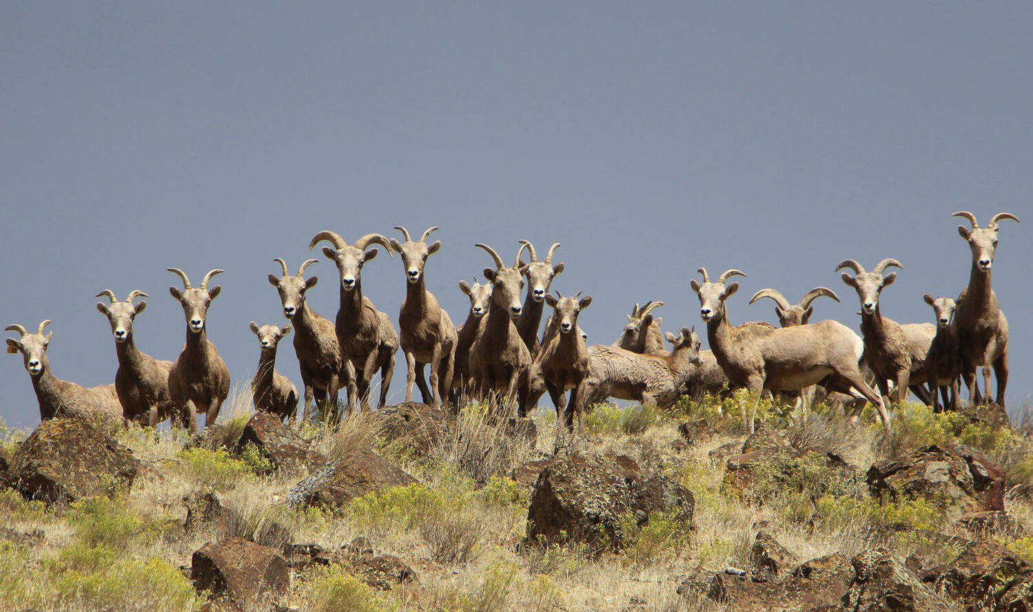 A bighorn sheep herd – Courtesy J. Kruse