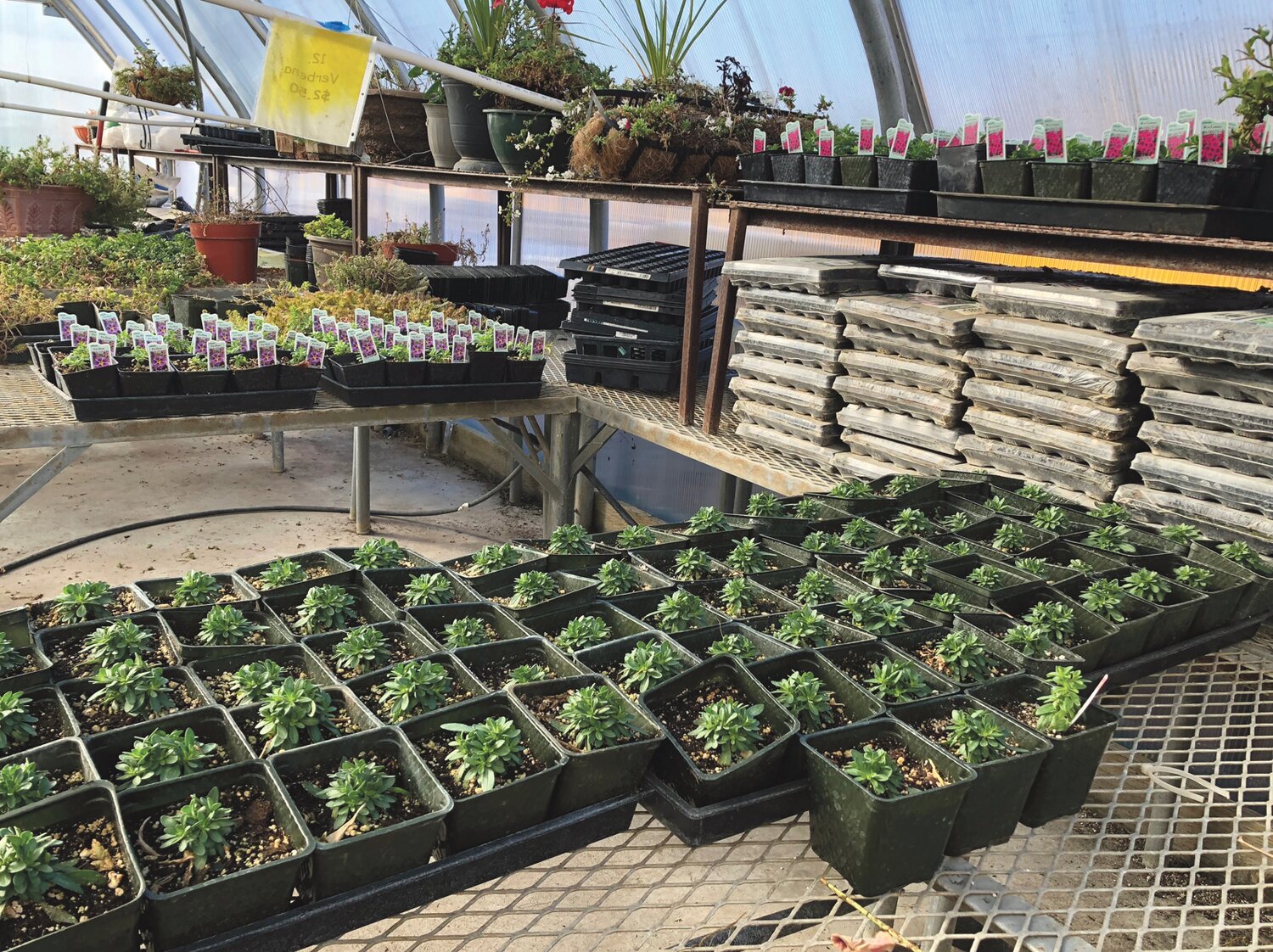 The Brewster FFA annual spring plant sale starts here several months prior in the school greenhouse.