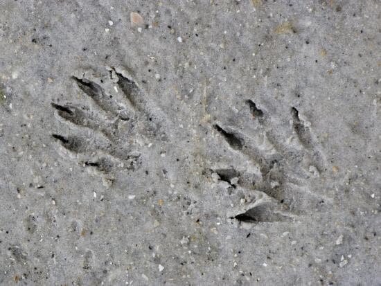 Can you identify which creature made these tracks?