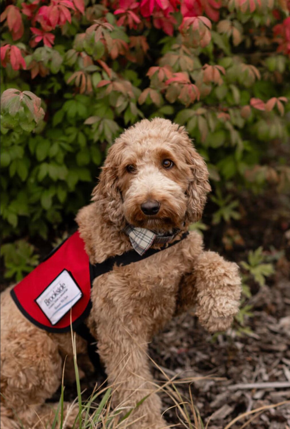 Beacon, an Australian Labradoodle and certified funeral service therapy dog, at Brookside Funeral Home & Crematory's new Wenatchee location, offers comfort to families during their time of need.