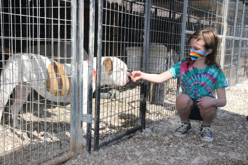SHELTER VISITOR &mdash; A member of a St. Charles County Girl Scout troop learns how to safely greet dogs during a 2021 visit to No Time To Spare Animal Rescue near Pendleton. The shelter is attempting to receive an operating permit from the Warren County government.