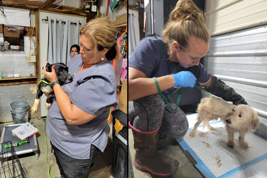 ANIMAL RESCUE &ndash; Volunteers at No Time To Spare Animal Rescue in Pendleton examine dogs that were recovered from run-down homes in Hawk Point and Warrenton. A total of about 50 dogs were recovered from deplorable conditions.