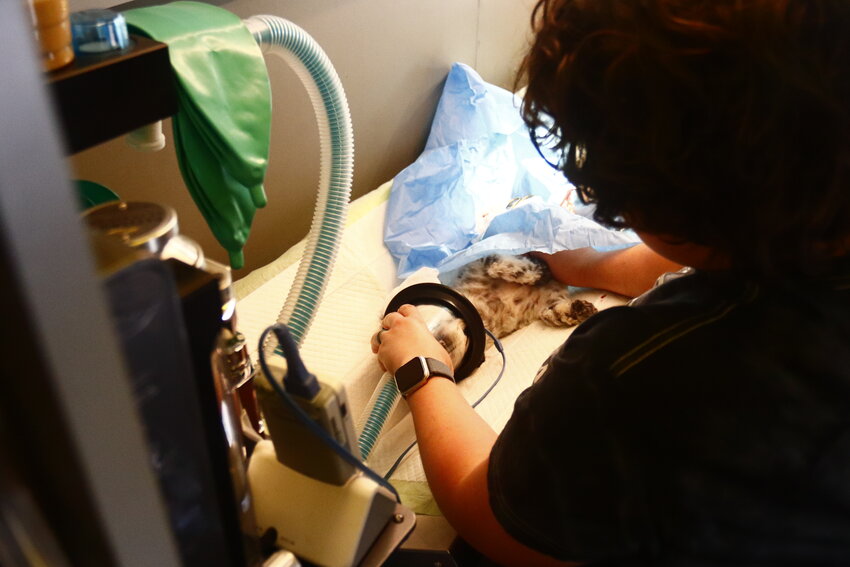 Veterinarian Dr. Christine Schulte and veterinarian’s assistant Jill Collis operate on one of the dogs brought to the clinic Friday, Aug. 23.