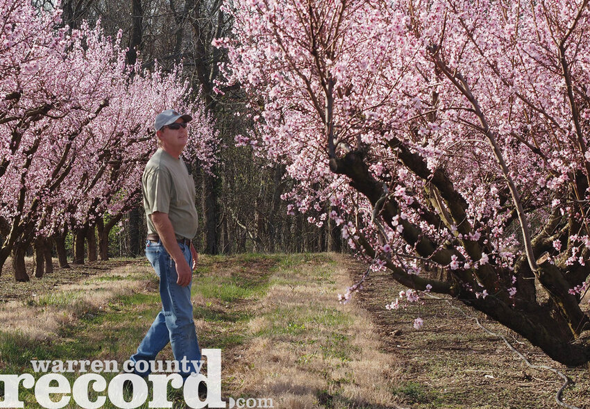After a few years of killing frosts, Otto Thierbach said 2025 is looking good for its peach, cherry and apple trees. The popular donut, or flat peach, is in full bloom at the orchard location. Thierbach said blueberries, cherries, blackberries and strawberries should be ready by the end of May into June. Check their website at thierbachorchards.com for their &quot;What's Ripe&quot; page. Thierbachs Orchards will once again offer fresh flower bouquet picking. Peaches will be ready in July through August. Apples are ripe in September and October. The orchard is located at 15885 Orchard Lane in Marthasville. The market and apple orchard is located north of Marthasville at 18427 Highway 47.