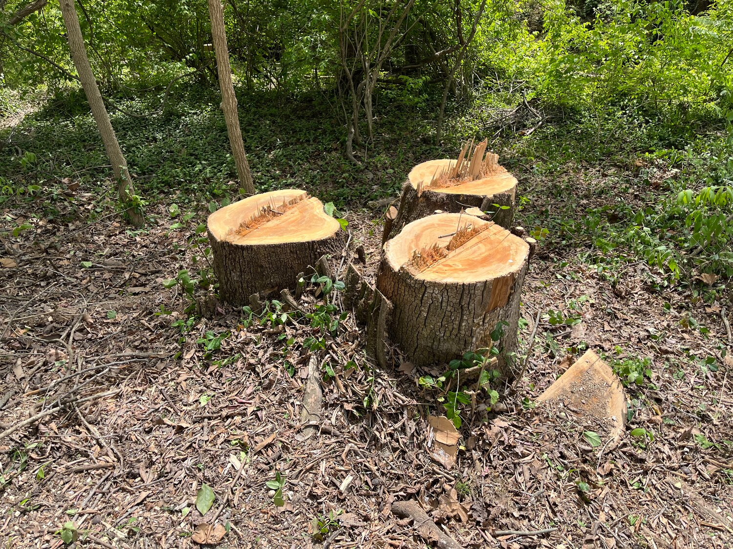 STUMPED - Polecats will level some tree stumps out to allow Ruge Park visitors to use them as a place to sit, said Jayson Pohlmann, Polecats owner.