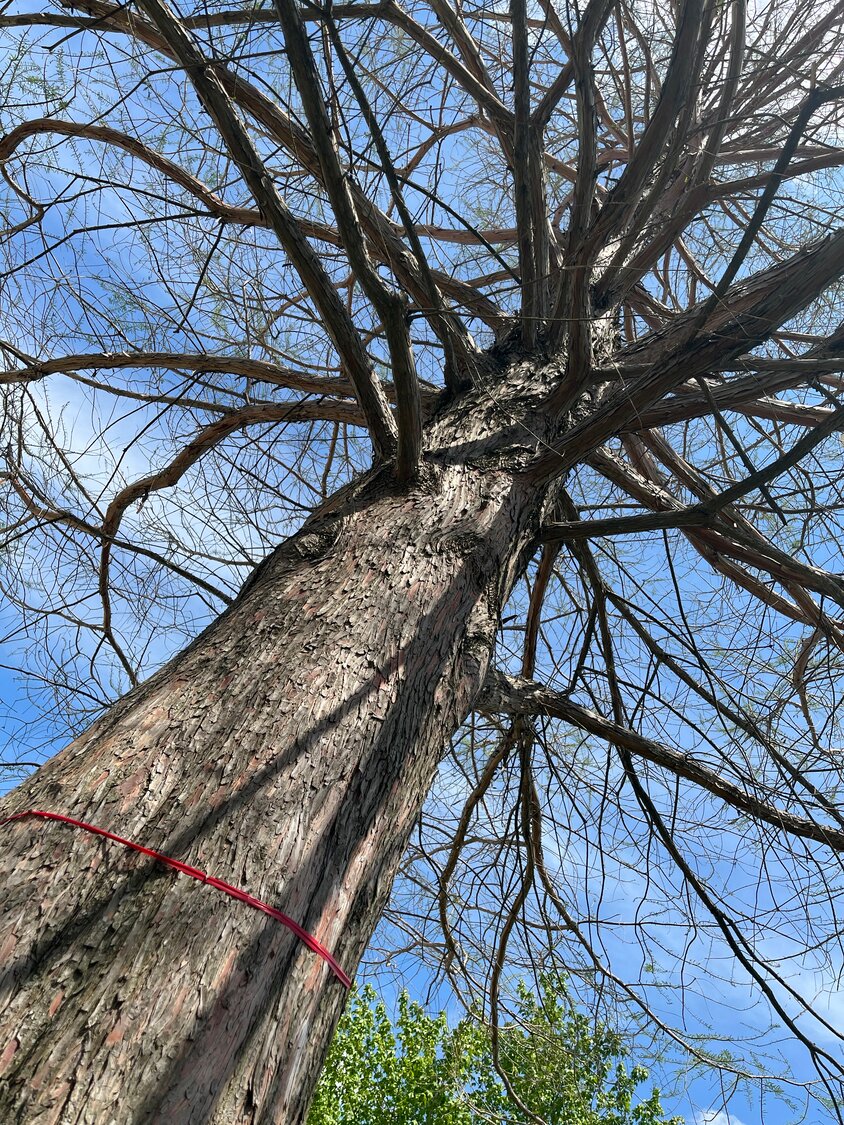 RED TAPE - Trees at Ruge Park in Wright City that are marked with red or orange tape will be cut down.
