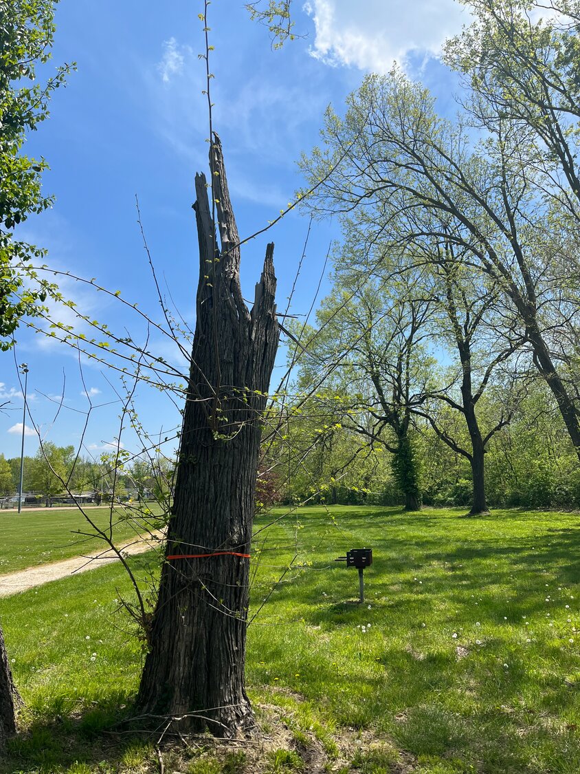 GOODBYE TREES - All the trees at Ruge Park that are to be cut down are either dead or dying. No live trees are being removed unless there is a risk it could hurt a person or damage a park structure, said Jennifer Pohlmann, Polecats owner.