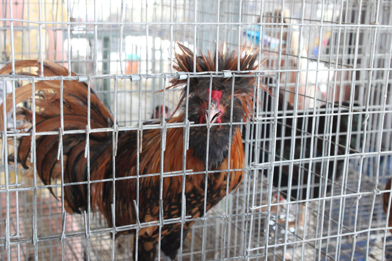 The winning rooster did not have a name, so it'll just have to go by "Champ" for the time being.