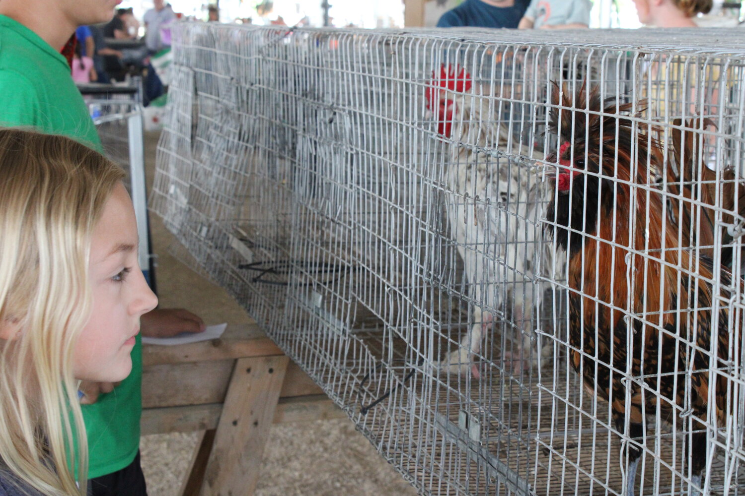 Doralynn Lee was not happy with her rooster's performance, so she got below the cage in an attempt to get her rooster to make noise.