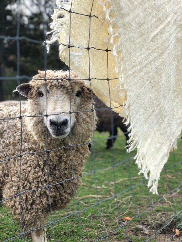 THE FLOCK: Drake Patten shepherds a small flock of Leicester Longwool sheep. Her Johnston Historical Society talk will be called “Woolen-u-like to talk about it? The history and tradition of fiber farming on a small Rhode Island Farm.”