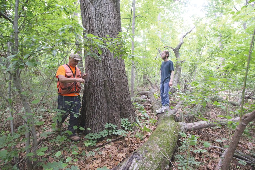 OLD GROWTH: Arborist Matthew Largess and Nathan Cornell survey an old growth oak in the Cushing Swamp woodlands believed to have the largest American chestnut tree in the state.