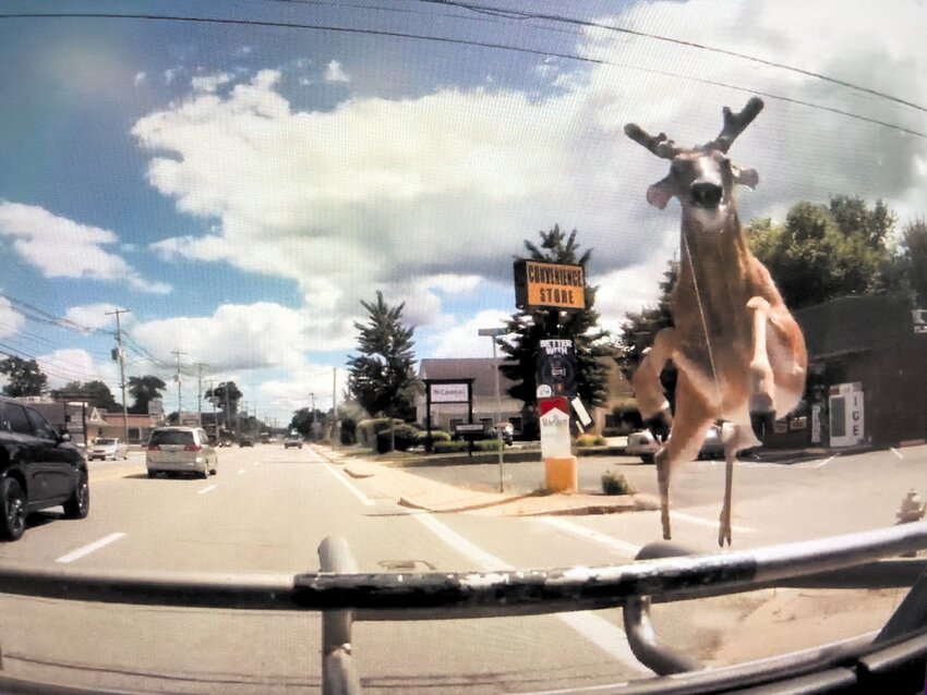 DANGEROUS CROSSING: Dash cam footage from a RIPTA bus shows a deer running onto Warwick Avenue from Sachem Avenue and jumping through the bus windshield.