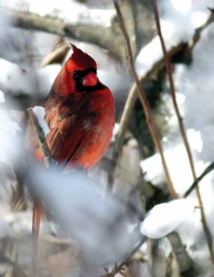 RED AND WHITE: Local photographer Dave Chartier said he&rsquo;s been waiting quite some time to snap a shot of a cardinal in the snow. He got his wish this weekend.