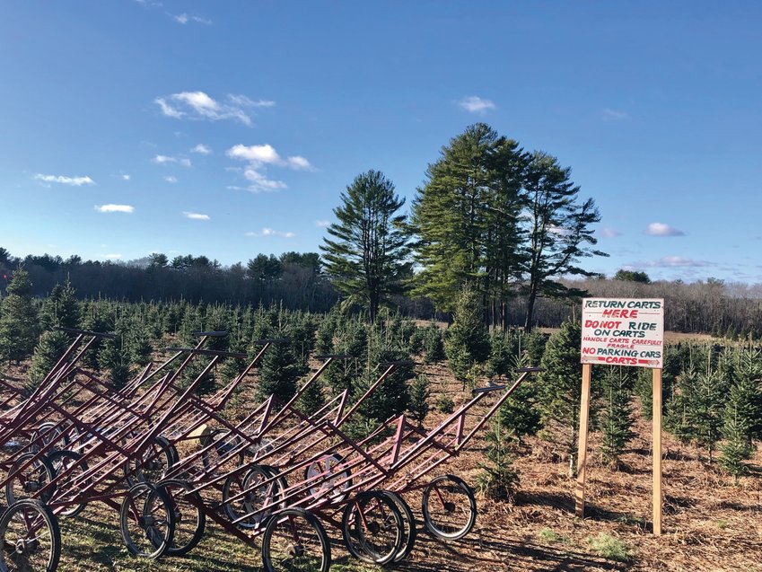 HOLIDAY ADVENTURE: Endless trees and carts await the Christmas tree shopper at Hartikka Tree Farms in Voluntown, Connecticut.