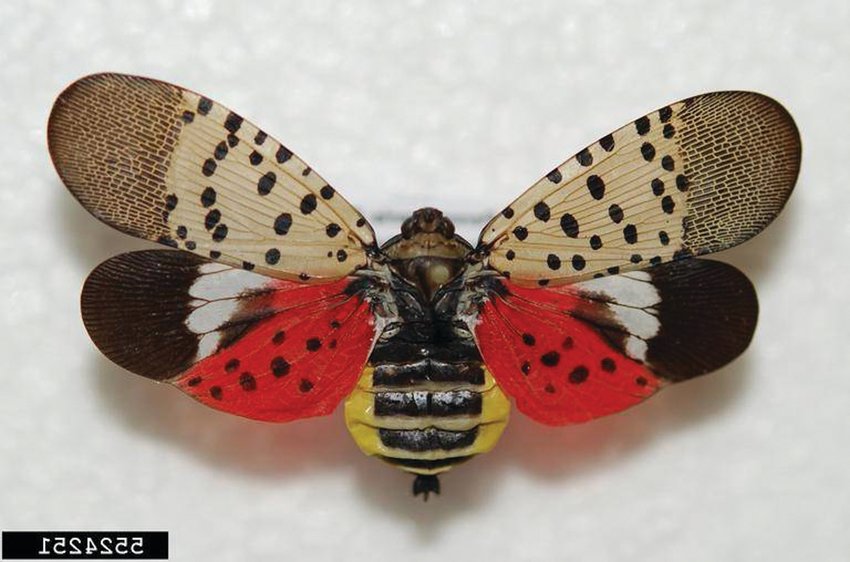 The spotted lanternfly has a spotted pattern, on its wings. An adult SLF has unique colors, including scarlet underwings, yellow markings on the abdomen, and tan semi-transparent forewings.