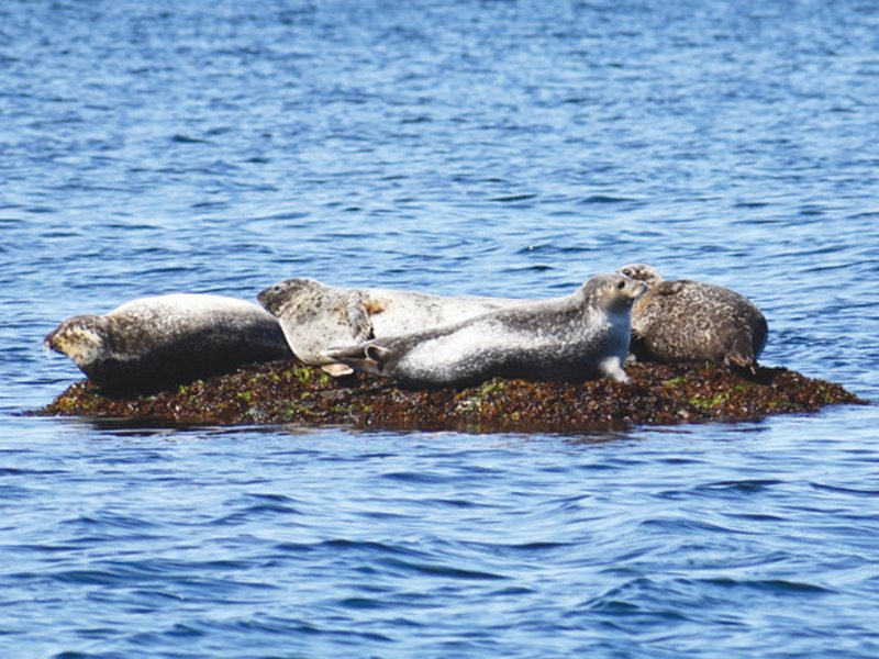 SEAL OF APPROVAL: During cooler months, seals migrate to Rhode Island. Save The Bay Seal Tours and Seal and Lighthouse Tours in Newport, R.I. offer outdoor enthusiasts the chance to observe these playful creatures in their natural habitat. (Photo courtesy Save the Bay)
