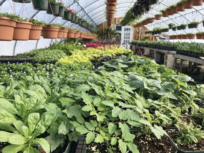 PACKED WITH PLANTS: Yard Works Inc.&rsquo;s greenhouse is filled with household plants that can help purify the air in your home.