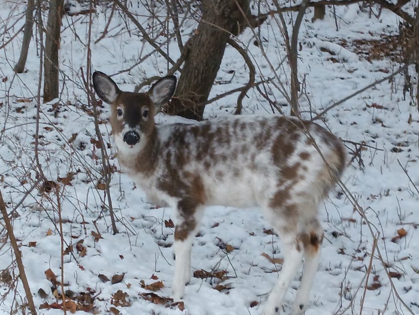 PIEBALDS: This little piebald deer, a relative genetic rarity, lives with his spotted family near Warwick City Park. City resident and wildlife enthusiast Art Dunn has been photographing members of the family, but unable to catch them all together in a single frame. (Photo submitted by Art Dunn)