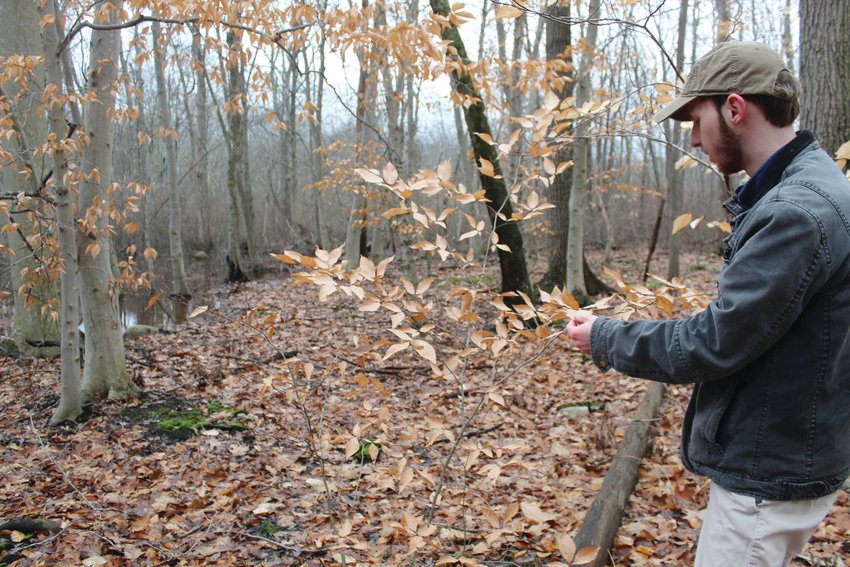 IN A BEECH FOREST: Nathan Cornell has identified a stand of beech trees in the woodlands of the CCRI Knight Campus.