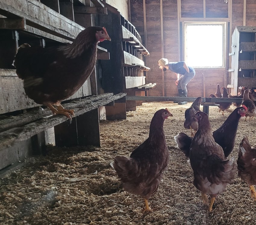 EGG-CEPTIONAL: Baffoni Poultry Farm in Johnston has several more than 70-year-old two-story chicken houses. The farm has about 20,000 chickens. Of those, around 7-8,000 are egg-laying hens, according to owner Adam Baffoni. The chickens lay approximately 3-4,000 eggs per day.