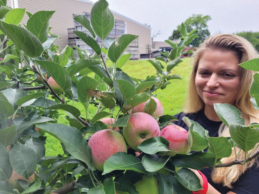 NEW FIELD HANDS: Appleland co-owner Ashley Shields checks the progress of some fresh produce growing on her family&rsquo;s trees in Smithfield. The Shields family purchased the orchard and farm stand from former owners, Mary Lou D&rsquo;Andrea and her husband Lou.