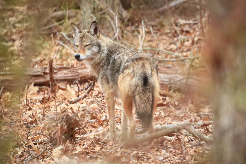 OCEAN STATE COYOTES: A coyote similar to this animal attacked a hiker in Johnston last Friday, and possibly a dog walker in Scituate the previous day. According to RI DEM, the animal involved in the Johnston attack tested positive for rabies.