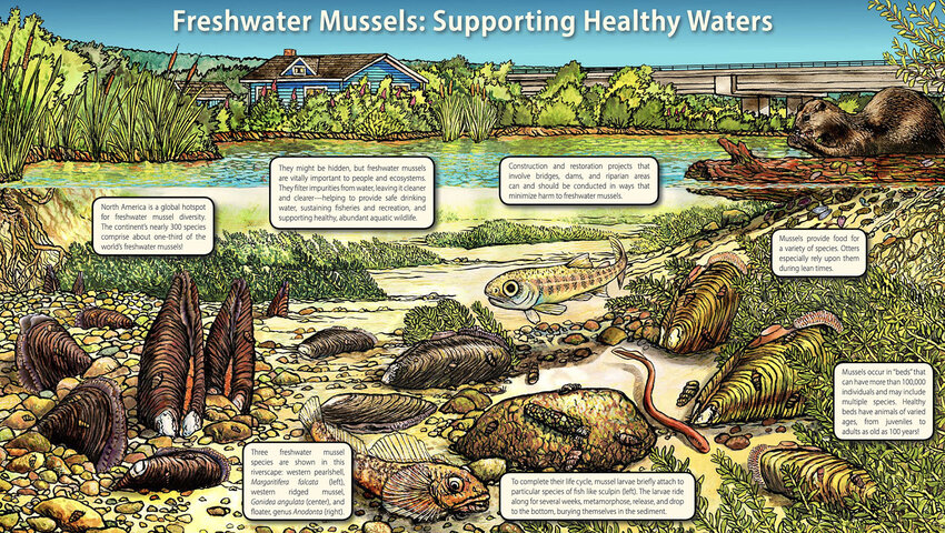 MUSSELED OUT: Freshwater mussels play a vital role in supporting stream, river, and lake ecosystems. (Xerces Society)