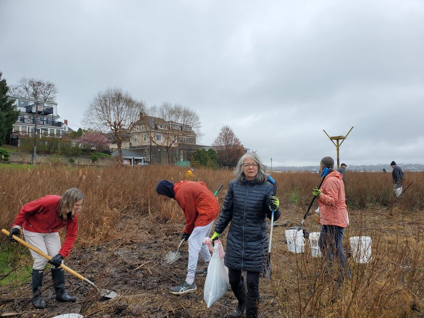 BIRDS OF PREY: Volunteers comb through the marsh near the new osprey’s nest, which the Edgewood Waterfront Preservation Society is hoping will host its first inhabitants this year. (Photo by Kevin Fitzpatrick)