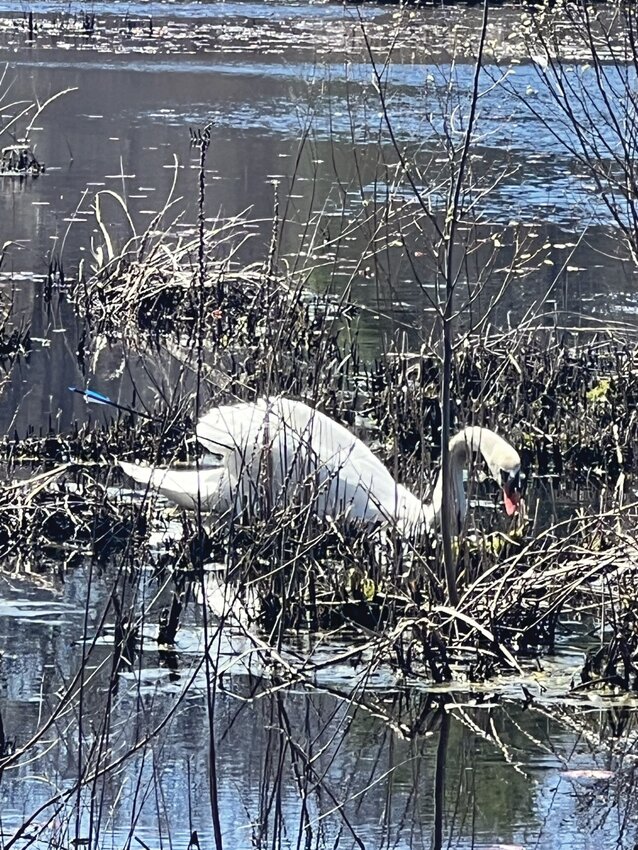 POOR GUY: A male swan has survived an archer&rsquo;s illicit shot, still swimming on Oak Swamp Pond in Johnston. He&rsquo;s hurt and RI DEM has been informed. Environmental Police were tasked with finding the swan on Wednesday morning.