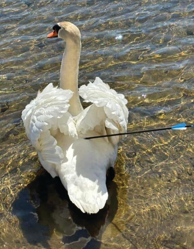 POOR GUY: A male swan has survived an archer’s illicit shot, still swimming on Oak Swamp Pond in Johnston. He’s hurt and RI DEM has been informed. Environmental Police were tasked with finding the swan on Wednesday morning.