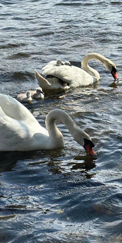 BROKEN FLOCK: Torrie Aceto shared this photo of Elliott the swan, his partner and their cygnets. The swan family patriarch has been found dead, and pond neighbors would like to see some sort of justice. (Photo courtesy Torrie Aceto)