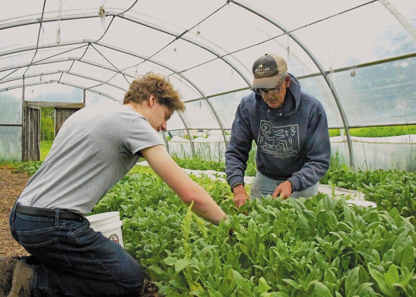 SORTING: Farm Manager Steve Stycos (right) and volunteer Ryan Connelly of Coventry pick through some young spinach plants.
